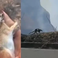 Rescate fauna silvestre — Incendios en Tolima: Estrategias para el Rescate Fauna Silvestre Afectada