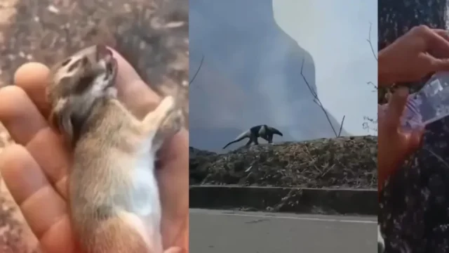 Rescate fauna silvestre — Incendios en Tolima: Estrategias para el Rescate Fauna Silvestre Afectada