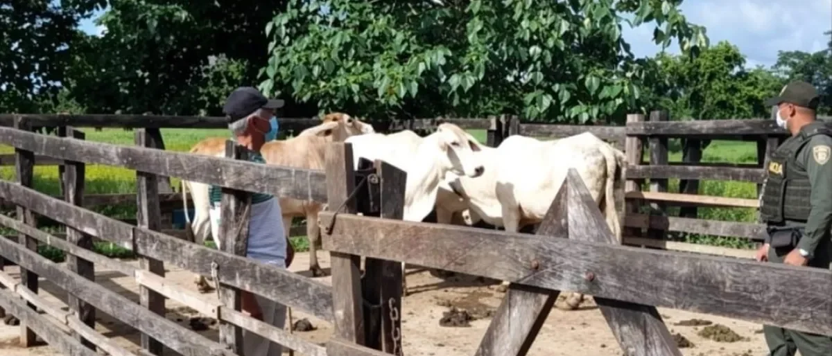 abigeato en Sucre — Robo de Ganado en Sucre: Pérdidas Incalculables y Temor Frena Denuncias