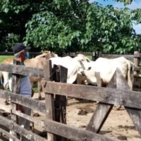abigeato en Sucre — Robo de Ganado en Sucre: Pérdidas Incalculables y Temor Frena Denuncias