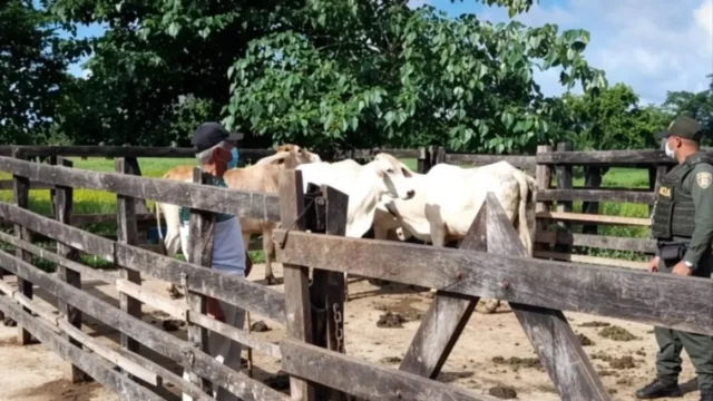 abigeato en Sucre — Robo de Ganado en Sucre: Pérdidas Incalculables y Temor Frena Denuncias