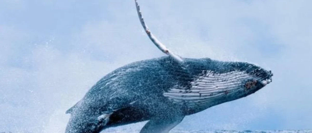avistamiento ballenas Buenaventura — Impactante Reactivación: Buenaventura Impulsa el Avistamiento de Ballenas Yubart