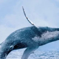 avistamiento ballenas Buenaventura — Impactante Reactivación: Buenaventura Impulsa el Avistamiento de Ballenas Yubart