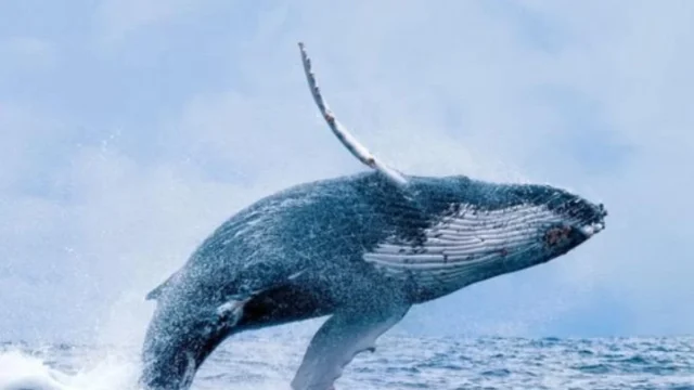 avistamiento ballenas Buenaventura — Impactante Reactivación: Buenaventura Impulsa el Avistamiento de Ballenas Yubart