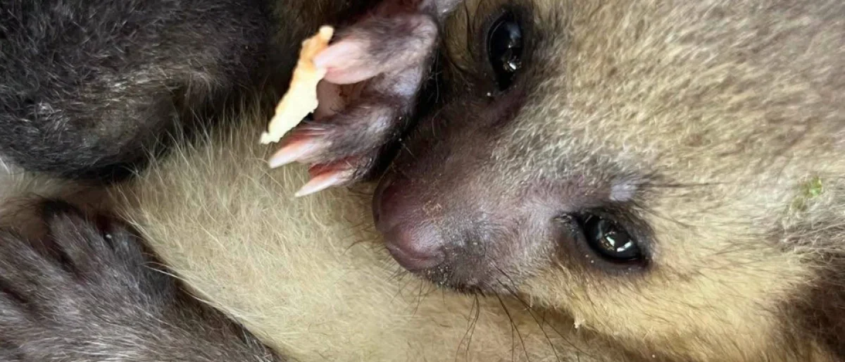 cachorro perro monte — Rescate de cachorro perro monte en Antioquia: un esfuerzo vital por la conservac