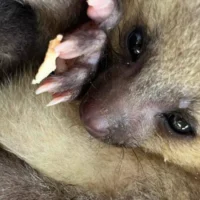 cachorro perro monte — Rescate de cachorro perro monte en Antioquia: un esfuerzo vital por la conservac