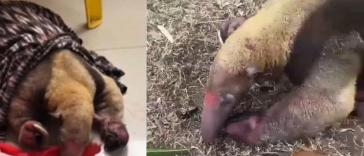 incendios Tolima fauna — Incendios en Tolima: Una Crisis Ambiental Sin Precedentes Afecta la Fauna y la R