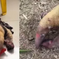 incendios Tolima fauna — Incendios en Tolima: Una Crisis Ambiental Sin Precedentes Afecta la Fauna y la R