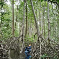 regeneración de manglares — Regeneración de Manglares: Un Resurgimiento Global que Alienta la Conservación