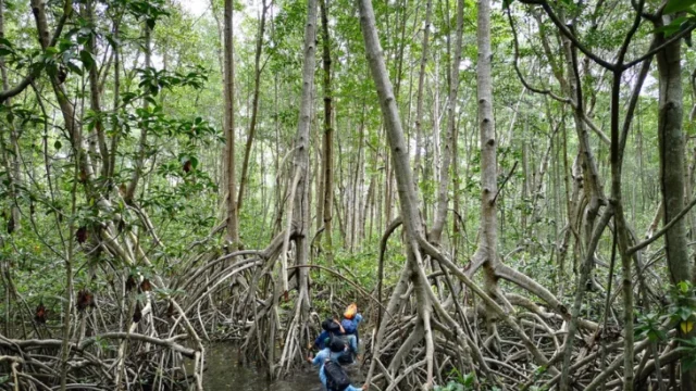 regeneración de manglares — Regeneración de Manglares: Un Resurgimiento Global que Alienta la Conservación