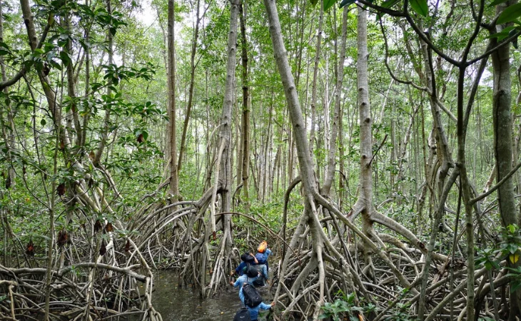 regeneración de manglares — Regeneración de Manglares: Un Resurgimiento Global que Alienta la Conservación