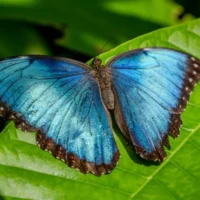 impacto mariposa Morpho — Altas temperaturas amenazan el vibrante color y supervivencia de la mariposa Mor