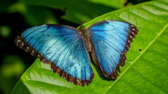 impacto mariposa Morpho — Altas temperaturas amenazan el vibrante color y supervivencia de la mariposa Mor