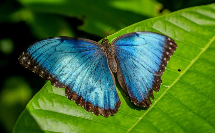 impacto mariposa Morpho — Altas temperaturas amenazan el vibrante color y supervivencia de la mariposa Mor