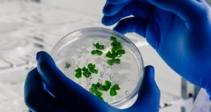 Doctorado Biociencias UCM — Doctorado Biociencias UCM impulsa la investigación en Colombia