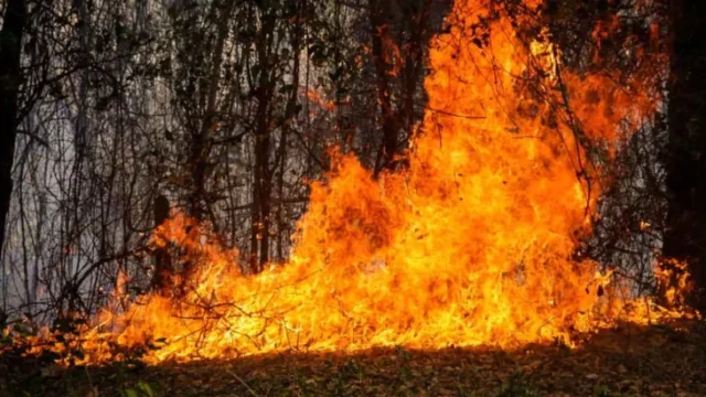 Refuerzo Ejército Tolima — Refuerzo Ejército Tolima: Estrategia vital contra los incendios forestales