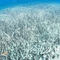 calentamiento océanos — Calentamiento récord de océanos: Implicaciones para Colombia y el clima global