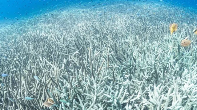 calentamiento océanos — Calentamiento récord de océanos: Implicaciones para Colombia y el clima global