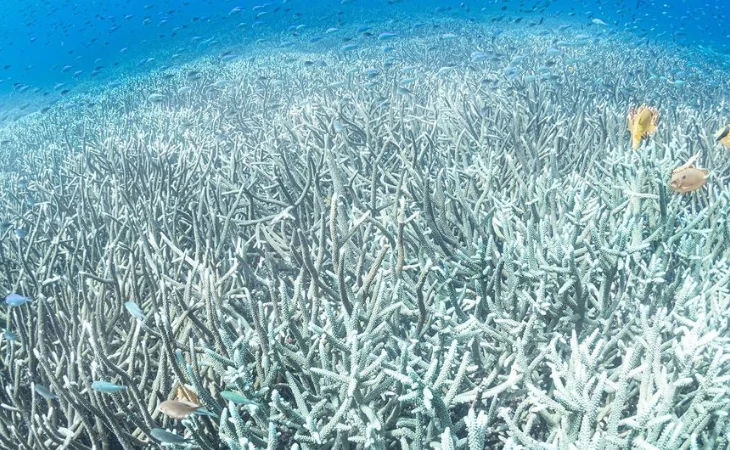 calentamiento océanos — Calentamiento récord de océanos: Implicaciones para Colombia y el clima global