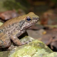 nuevas especies ranas Huila — Registran tres nuevas especies de ranas en el Huila