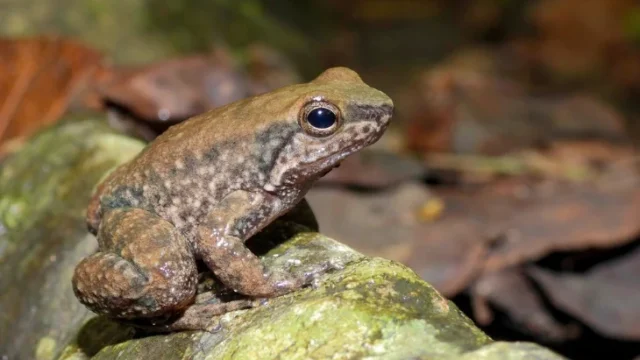 nuevas especies ranas Huila — Registran tres nuevas especies de ranas en el Huila
