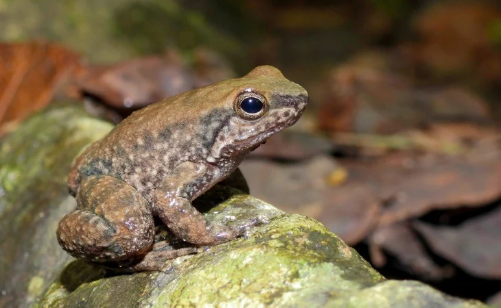 nuevas especies ranas Huila — Registran tres nuevas especies de ranas en el Huila