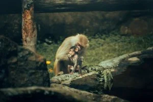 apoyo Bioparque Ukumarí — El Bioparque Ukumarí, pilar del turismo en Risaralda, necesita apoyo tras impact