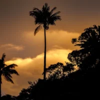 Santuario Palma Cera — Santuario Palma Cera: Colombia Protege el Bosque Más Grande del Mundo en Tocheci