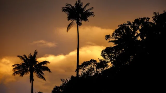 Santuario Palma Cera — Santuario Palma Cera: Colombia Protege el Bosque Más Grande del Mundo en Tocheci