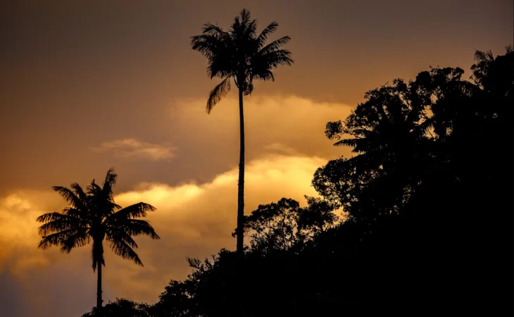 Santuario Palma Cera — Santuario Palma Cera: Colombia Protege el Bosque Más Grande del Mundo en Tocheci