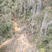 tala bosque Usaquén — Grave tala bosque Usaquén en Cerros Orientales de Bogotá genera alerta ambiental
