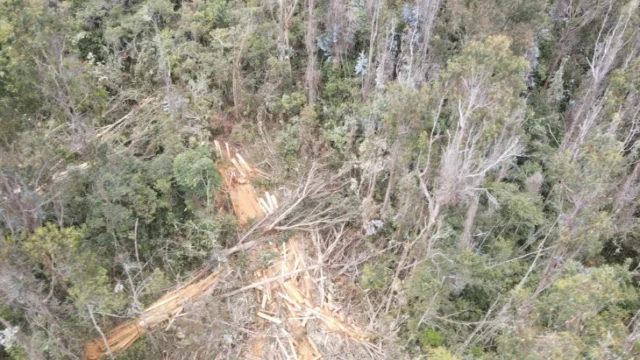 tala bosque Usaquén — Grave tala bosque Usaquén en Cerros Orientales de Bogotá genera alerta ambiental