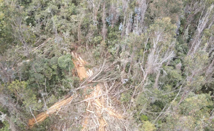 tala bosque Usaquén — Grave tala bosque Usaquén en Cerros Orientales de Bogotá genera alerta ambiental