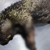 incendios Cundinamarca fauna — Incendios Cundinamarca fauna: Mortal impacto en la vida silvestre y la amenaza d