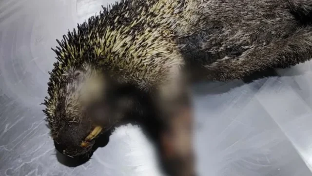 incendios Cundinamarca fauna — Incendios Cundinamarca fauna: Mortal impacto en la vida silvestre y la amenaza d