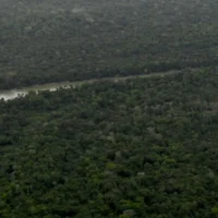 regeneración Amazonía — Especies clave impulsan la regeneración de la Amazonía: implicaciones para Colom