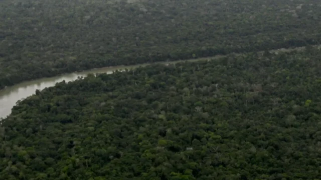 regeneración Amazonía — Especies clave impulsan la regeneración de la Amazonía: implicaciones para Colom