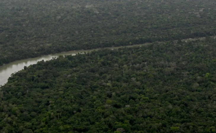 regeneración Amazonía — Especies clave impulsan la regeneración de la Amazonía: implicaciones para Colom