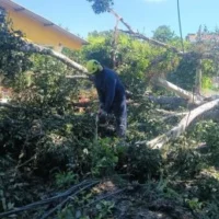 emergencias rurales Pereira — Pereira enfrenta emergencias rurales por caída de árboles y derrumbes