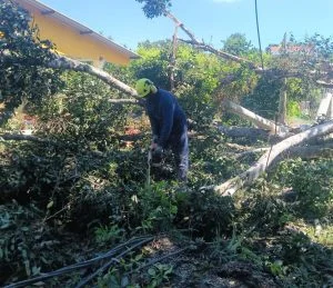 emergencias rurales Pereira — Pereira enfrenta emergencias rurales por caída de árboles y derrumbes