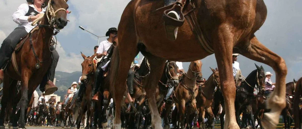 regulación cabalgatas Colombia — Futuro de las Cabalgatas en Colombia: Debate entre Prohibición y Regulación