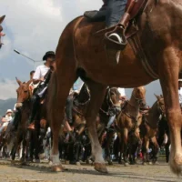 regulación cabalgatas Colombia — Futuro de las Cabalgatas en Colombia: Debate entre Prohibición y Regulación