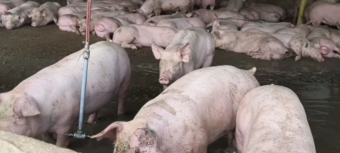 suspensión porcícola Guaduas — CAR Cundinamarca suspende porcícola en Guaduas por grave contaminación hídrica