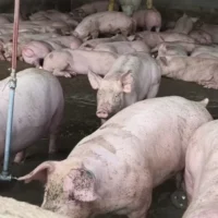 suspensión porcícola Guaduas — CAR Cundinamarca suspende porcícola en Guaduas por grave contaminación hídrica
