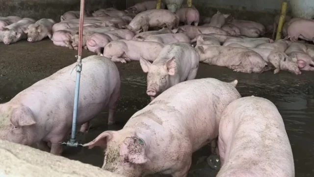 suspensión porcícola Guaduas — CAR Cundinamarca suspende porcícola en Guaduas por grave contaminación hídrica