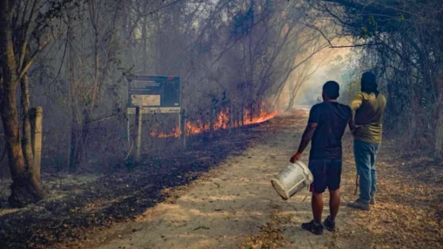 incendios forestales Tolima — Incendios Forestales Tolima: Más de 10.000 Hectáreas Afectadas y Esfuerzo Unific
