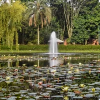 Reglamentación bonos carbono — Reglamentación Bonos Carbono: Colombia oficializa nuevo decreto ambiental