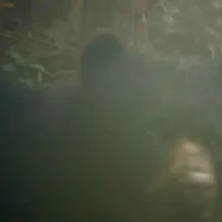 Oso Andino Cundinamarca — Histórico Avistamiento de Oso Andino Cundinamarca con su Cría en La Calera