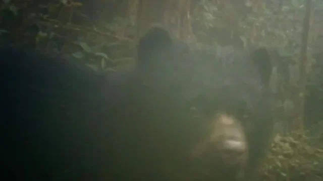 Oso Andino Cundinamarca — Histórico Avistamiento de Oso Andino Cundinamarca con su Cría en La Calera