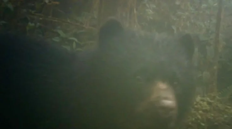 Oso Andino Cundinamarca — Histórico Avistamiento de Oso Andino Cundinamarca con su Cría en La Calera